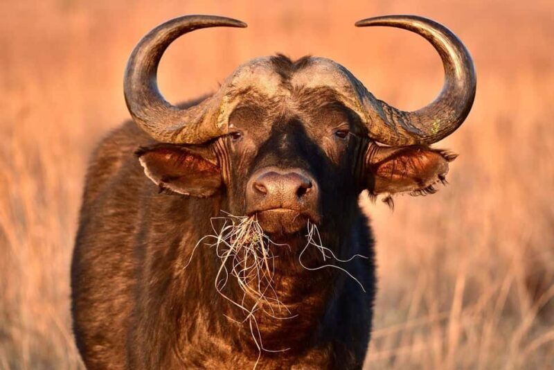 3 Days Mikumi Wildlife safari & Cultural Tour From Zanzibar - An In-Depth Look at the 3-Day Mikumi Safari