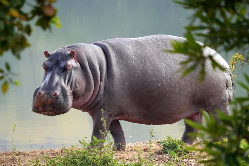 3 Days Mikumi Wildlife safari & Cultural Tour From Zanzibar - Whats Included and What to Consider