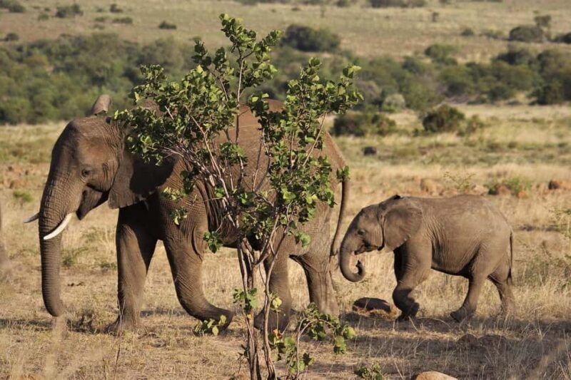 3 Days Mikumi Wildlife safari & Cultural Tour From Zanzibar - Final Thoughts