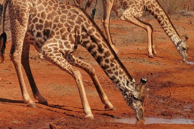 3 Days Mombasa, Taita Hills and Ngutuni Sanctuary Wildlife Safari - Authentic Experiences and Hidden Gems