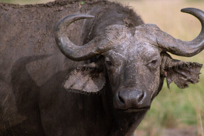 3 Days Murchison Falls Adventure Wildlife Safari Uganda Tour - Food and Accommodation