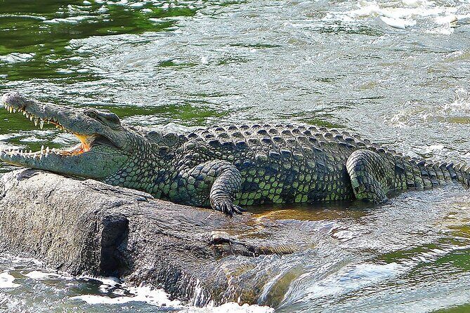 3-Days Murchison Falls and Ziwa Rhino Sanctuary - Who Will Love This Tour?
