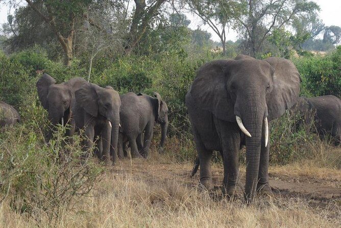 3 Days Murchison Falls Holiday Safari - Pricing and how it stacks up