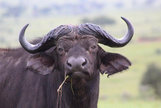 3 Days Murchison Falls Holiday Safari - What travelers love
