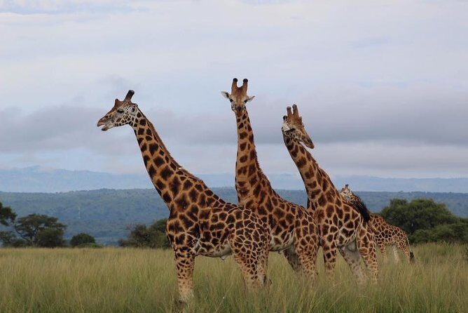3 Days Murchison Falls Holiday Safari - The Sum Up