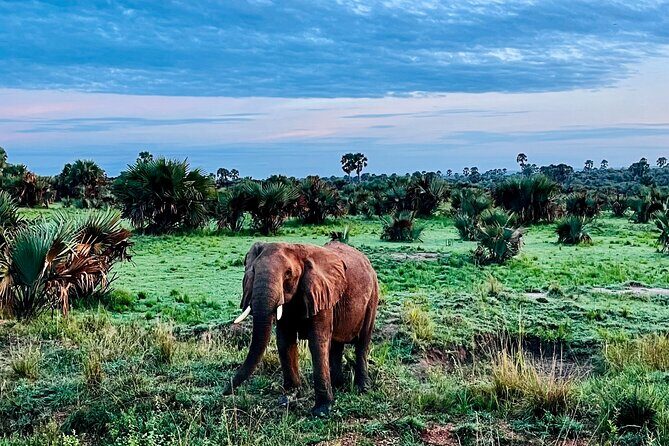 3 Days Murchison Falls National Park Safari & Rhino tracking - Value and Practical Aspects