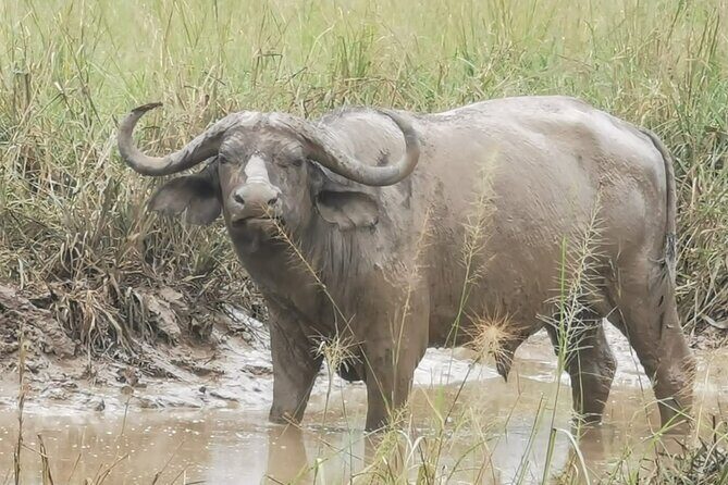 3 Days Murchison falls park Uganda - The Bottom Line