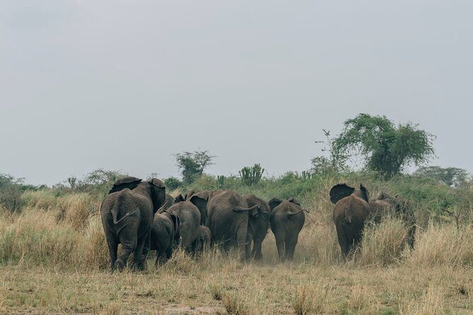 3 days Murchison falls safari - A Closer Look at the 3-Day Murchison Falls Safari