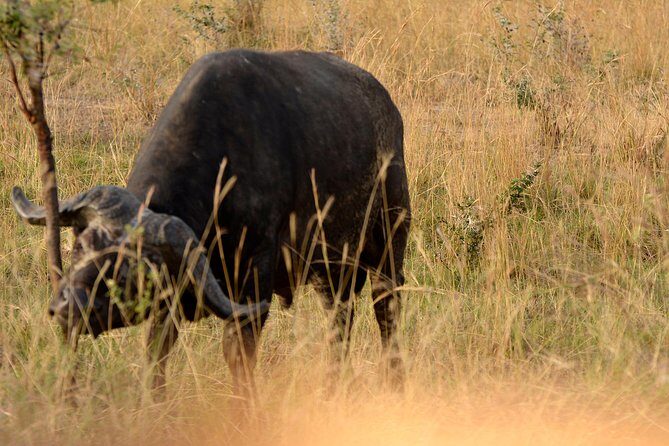 3 Days Murchison Falls Wildlife Safari - An Overview of the 3-Day Murchison Falls Safari