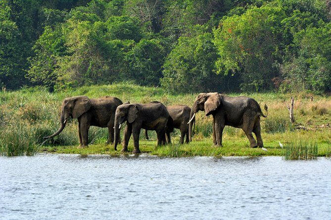 3 Days Murchison Falls Wildlife Safari - Day 1: Journey to Murchison Falls and Rhinos