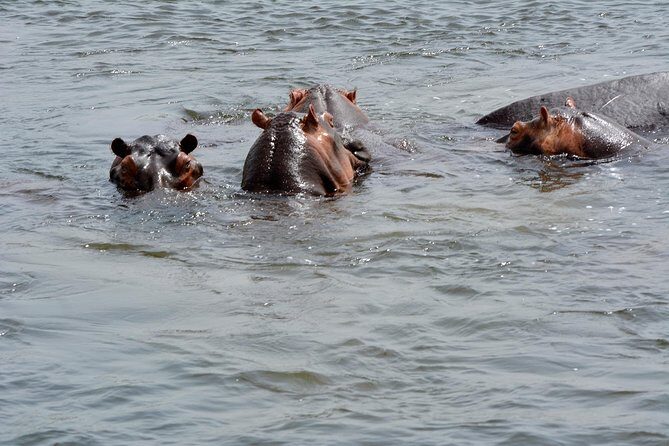 3 Days Murchison Falls Wildlife Safari - The Experience and Reviews