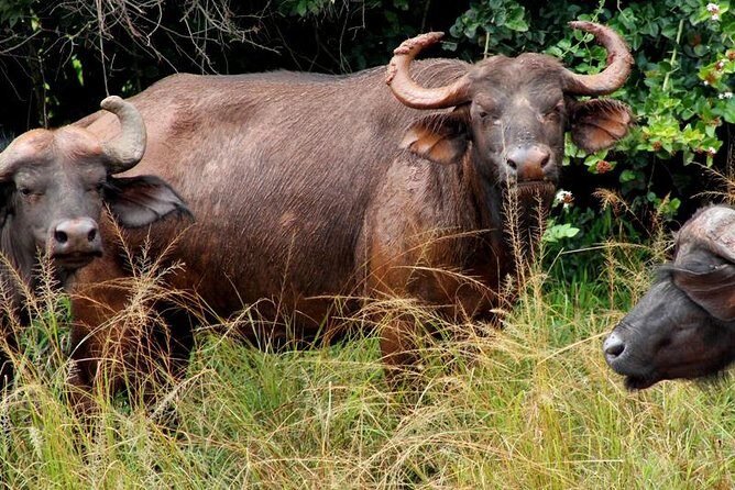 3 Days Murchison Falls Wildlife Safari - Practical Tips for Your Safari