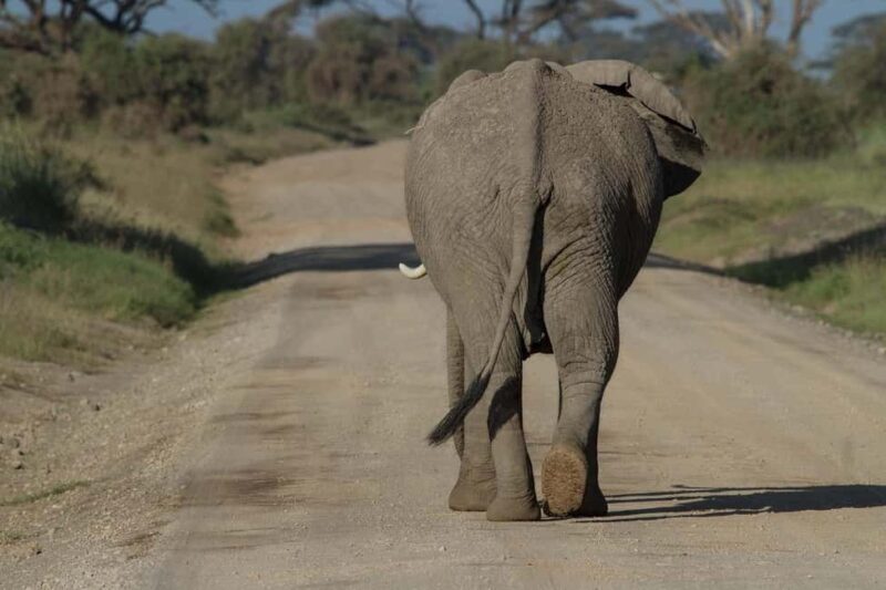 3 Days Nairobi to Amboseli to Tsavo East to Mombasa Safari - A Practical Look at the 3 Days Nairobi to Amboseli, Tsavo East, and Mombasa Safari