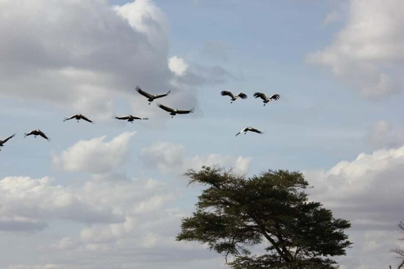 3 Days Nairobi to Amboseli to Tsavo East to Mombasa Safari - Practical Considerations and Tips
