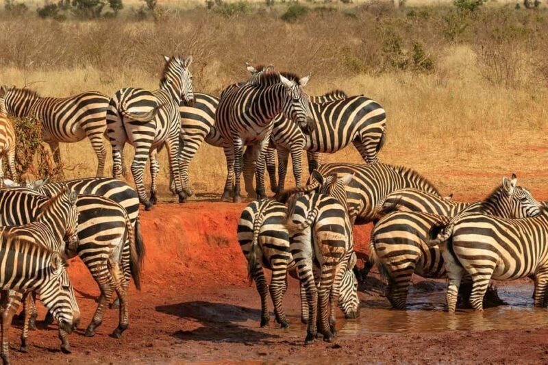 3 Days Nairobi to Amboseli to Tsavo East to Mombasa Safari - Frequently Asked Questions