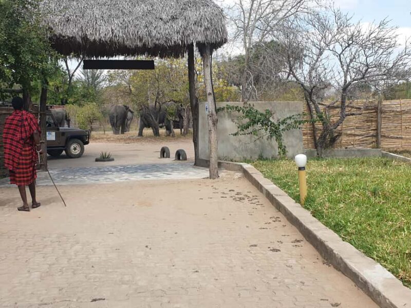 3 DAYS NYERERE NATIONAL PARK FROM ZANZIBAR BY FLIGHT. - FAQs