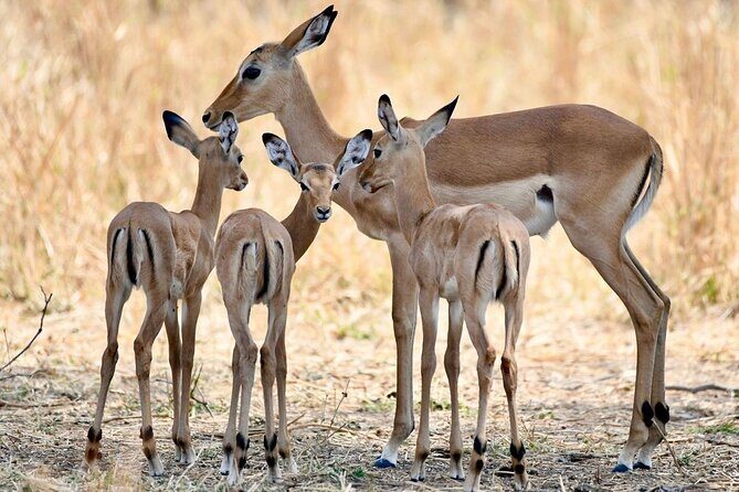 3 Days Nyerere National Park Safari (Selous Game Reserve) - Getting There and First Impressions
