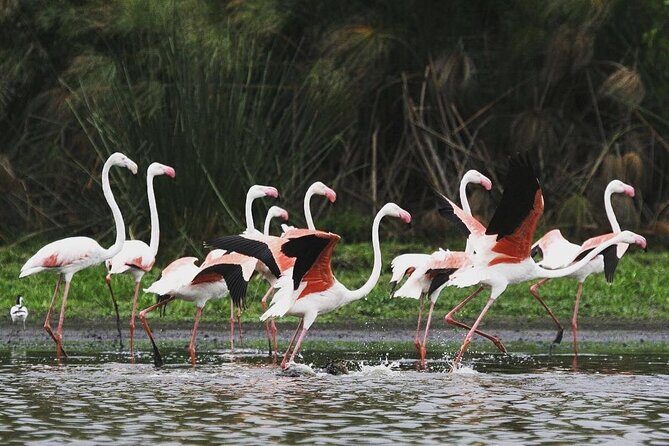 3 Days Nyerere National Park Safari (Selous Game Reserve) - Day 3: Walking Safari and Close Encounters