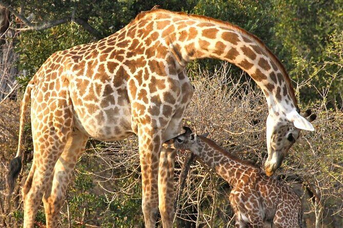 3 Days Nyerere National Park Safari (Selous Game Reserve) - Logistics and Practicalities