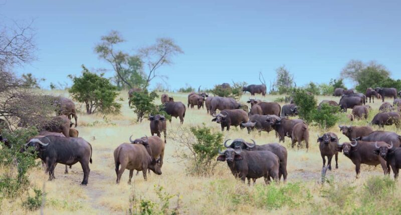 3 Days Nyerere National Park Safari (Selous Game Reserve) - Exploring the 3-Day Nyerere National Park Safari: An Authentic Tanzanian Adventure