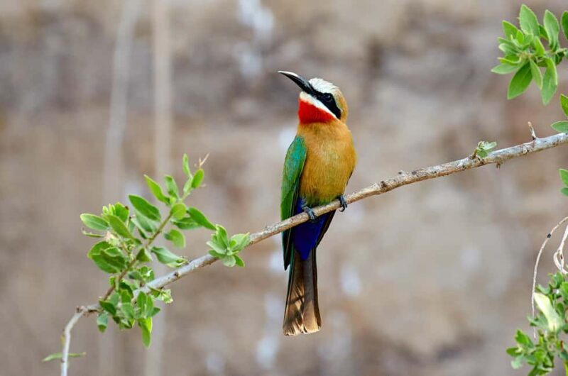 3 Days Nyerere National Park Safari (Selous Game Reserve) - Key Points