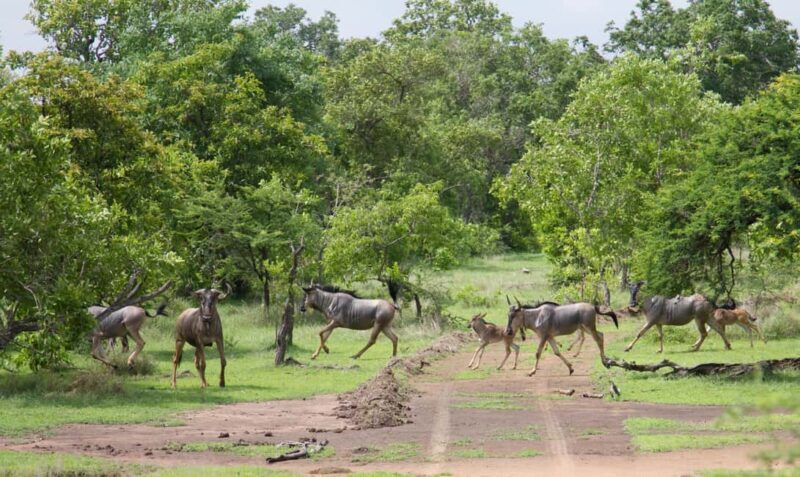 3 Days Nyerere National Park Safari (Selous Game Reserve) - The Practical Details