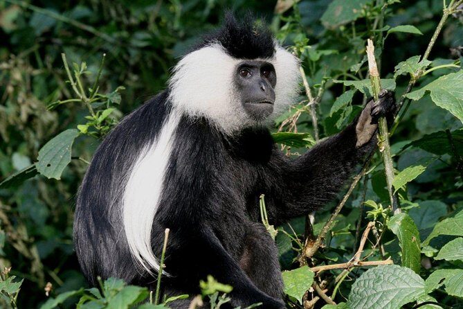 3 Days Nyungwe Natural forest tour in Rwanda - An In-Depth Look at the 3-Day Nyungwe Forest Tour