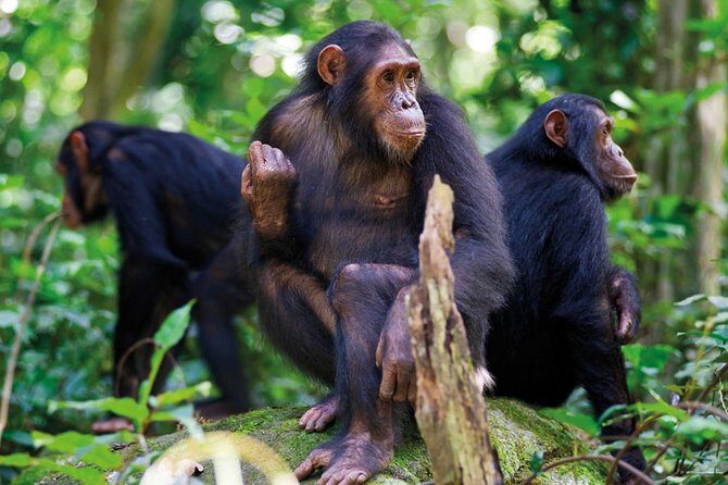 3 Days Nyungwe Natural forest tour in Rwanda - Frequently Asked Questions
