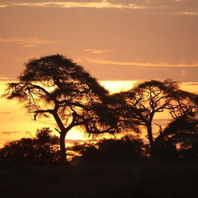 3 Days of Wildlife Wonder in Amboseli National Park - Introduction: A Safari You Won’t Forget