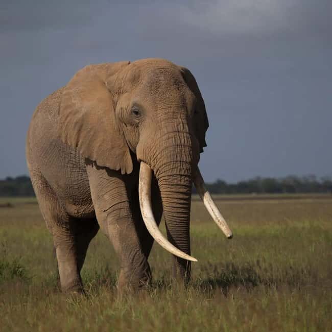 3 Days of Wildlife Wonder in Amboseli National Park - Key Points