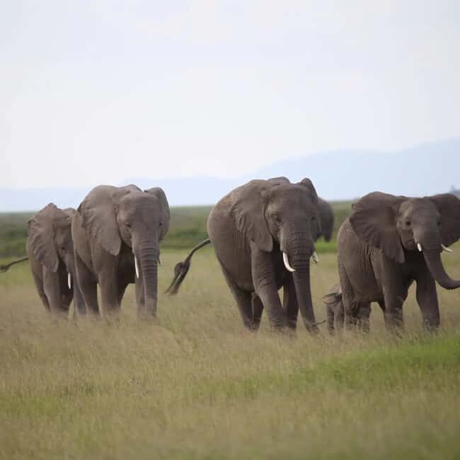 3 Days of Wildlife Wonder in Amboseli National Park - The Value of This Safari Experience