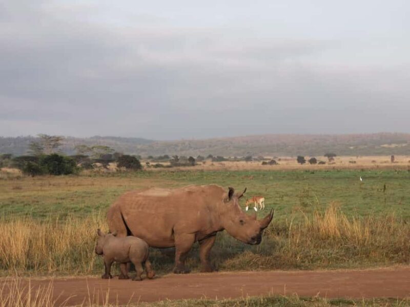 3 Days of Wildlife Wonder in Amboseli National Park - Authentic Encounters & Wildlife Highlights
