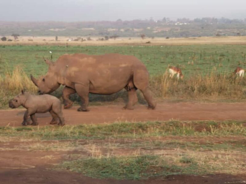 3 Days of Wildlife Wonder in Amboseli National Park - FAQ: Common Questions About the Amboseli 3-Day Tour