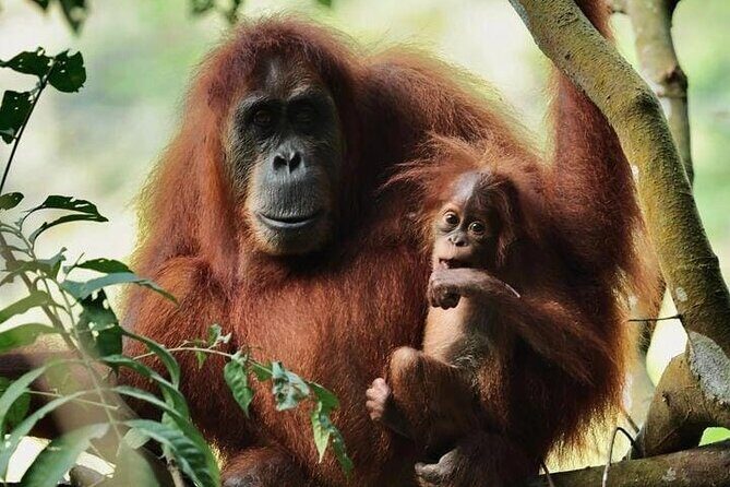 3 Days Orangutan Sumatra Jungle Trekking with Rafting - The Full Experience Breakdown