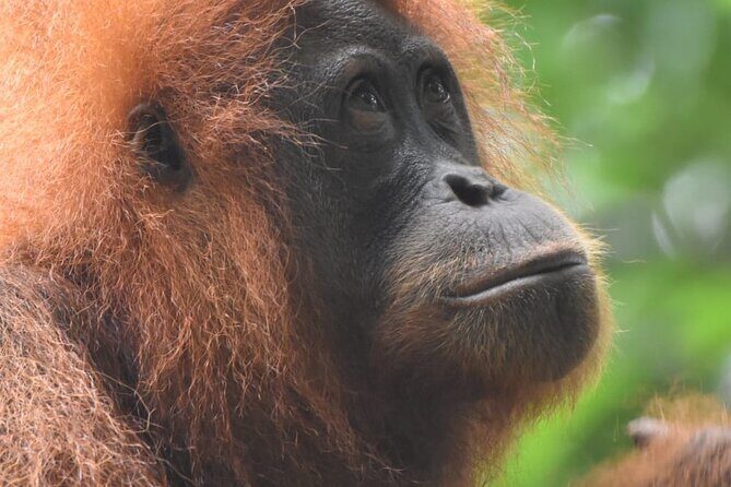3 Days Orangutan Sumatra Jungle Trekking with Rafting - Who Should Consider This Tour?