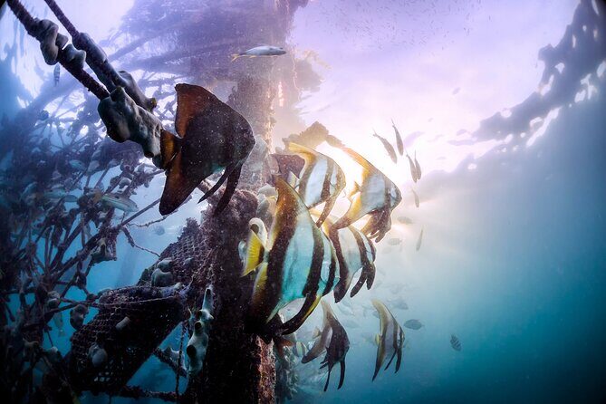 (3 Days) PADI Open Water Diver Course Kota Kinabalu - Authentic Experiences and Review Highlights