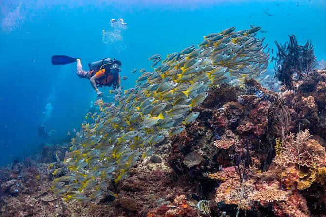 (3 Days) PADI Open Water Diver Course Kota Kinabalu - Who Should Consider This Experience?