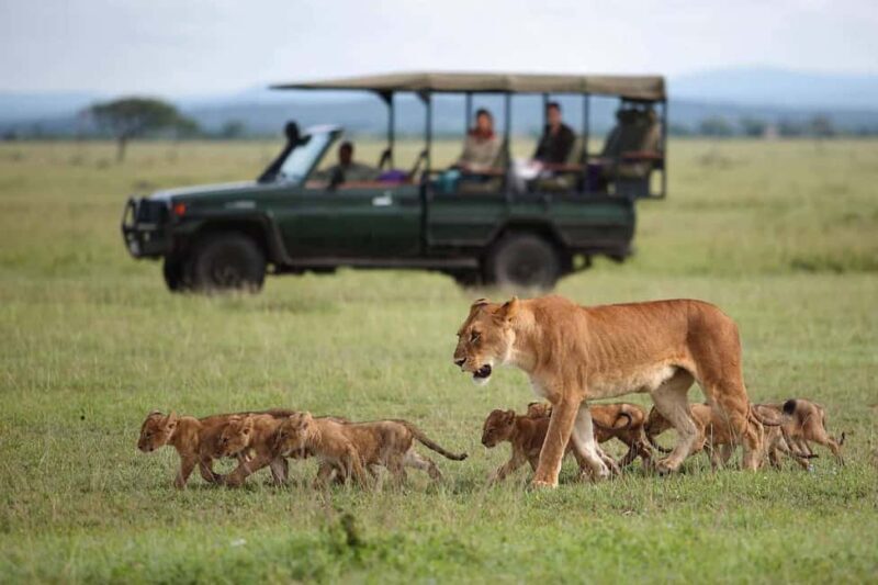 3 Days Private Midrange Safari from Zanzibar with Flights - The Value of This Tour