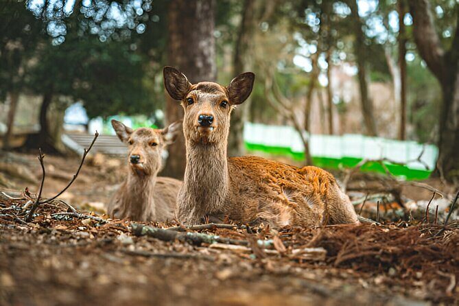 3 Days Private Osaka Kyoto and Nara Tour With English Driver - A Deep Dive into the Itinerary