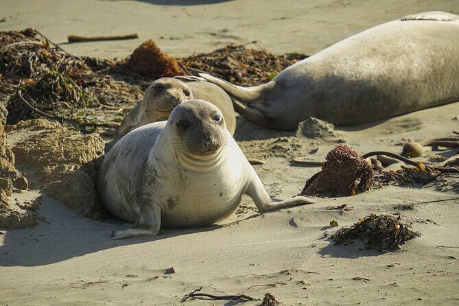 3 Days Private Pacific Tour to Big Sur Hearst Castle and more - Who Should Consider This Tour?