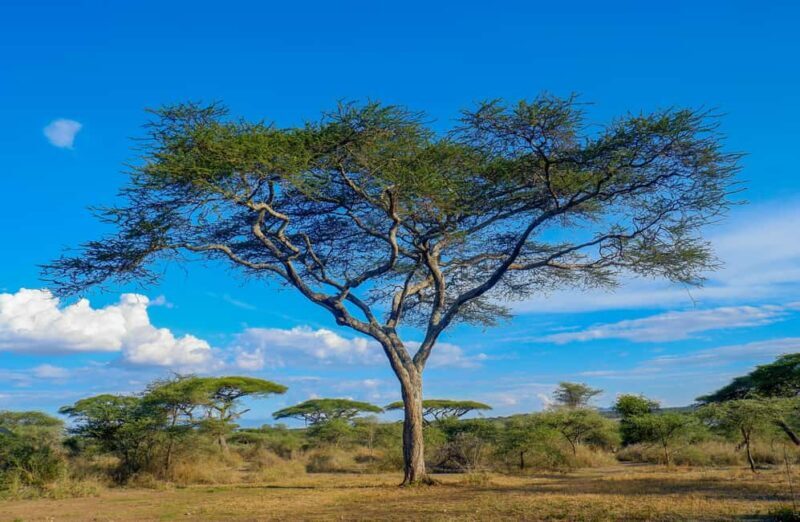 3 Days private Safari Tarangire Manyara & Ngorongoro Crater - Exploring the 3-Day Private Safari: Tarangire, Manyara & Ngorongoro Crater