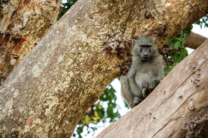 3 Days private Safari Tarangire Manyara & Ngorongoro Crater - Key Points