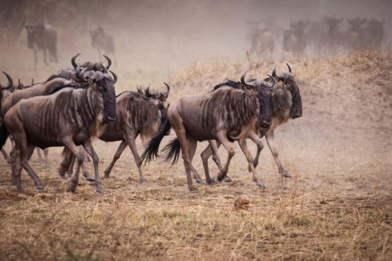 3 Days private Safari Tarangire Manyara & Ngorongoro Crater - What’s Included: Value and Comfort