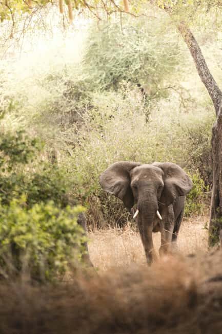 3 Days private Safari Tarangire Manyara & Ngorongoro Crater - Practical Tips for Travelers
