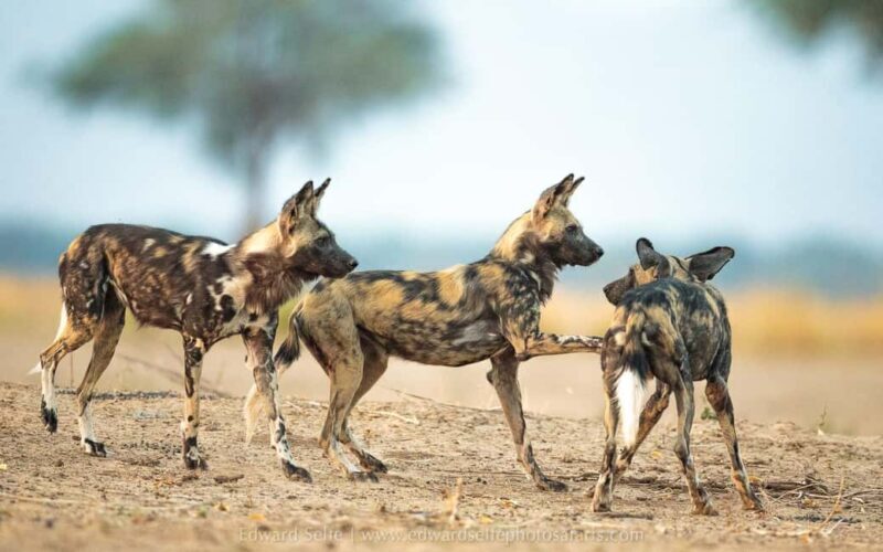 3 DAYS PRIVATE SAFARI TO MIKUMI NATIONAL PARK FROM ZANZIBAR - An In-Depth Look at the 3-Day Mikumi Safari Experience