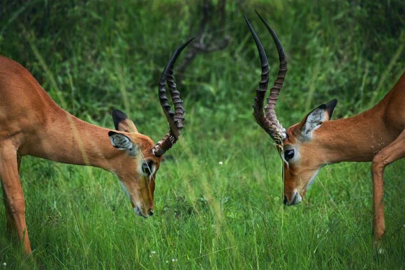 3 DAYS PRIVATE SAFARI TO MIKUMI NATIONAL PARK FROM ZANZIBAR - Practical Considerations and Tips