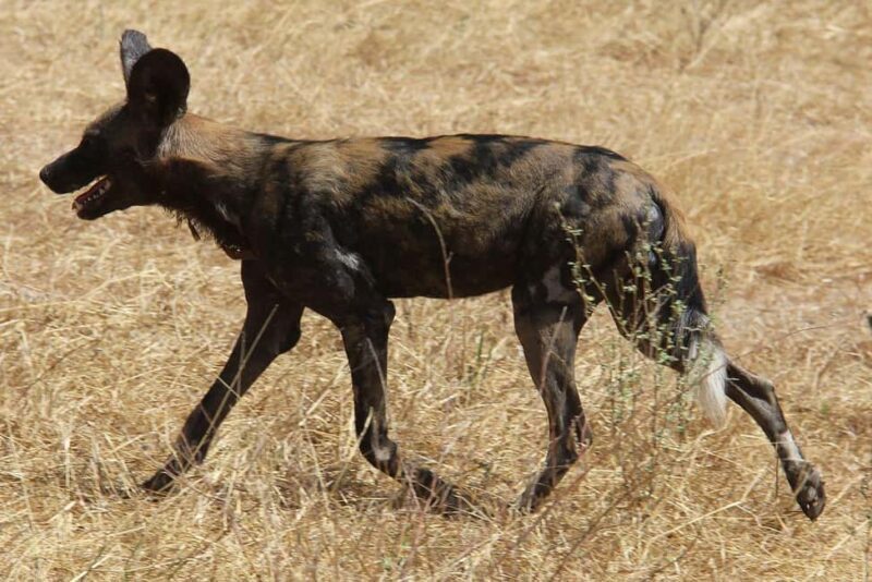 3 DAYS PRIVATE SAFARI TO MIKUMI NATIONAL PARK FROM ZANZIBAR - Frequently Asked Questions