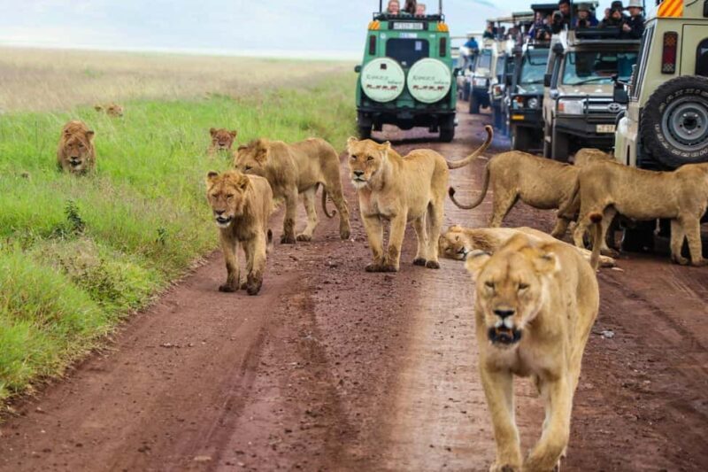 3 Days Private Safari To Tarangire and Ngorongoro Crater - Key Points