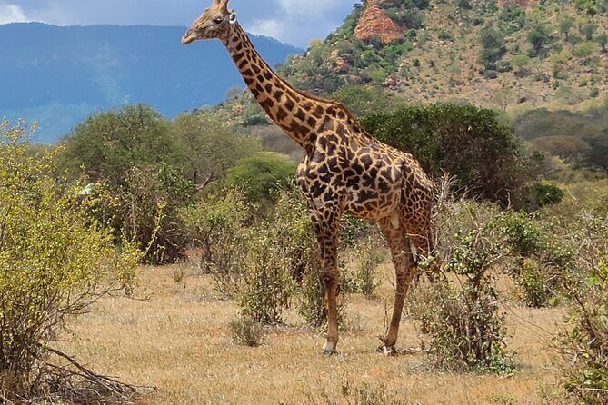 3 Days Private Safari Tsavo East and West Tour - An In-Depth Look at the Tsavo Safari Experience