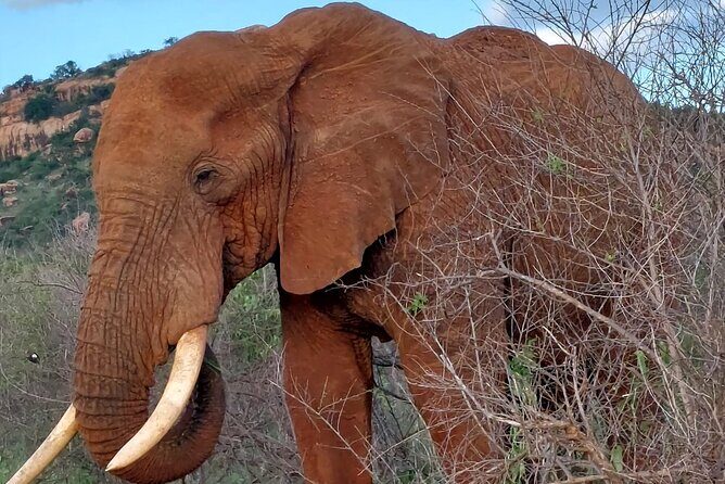 3 Days Private Safari Tsavo East and West Tour - Final Thoughts
